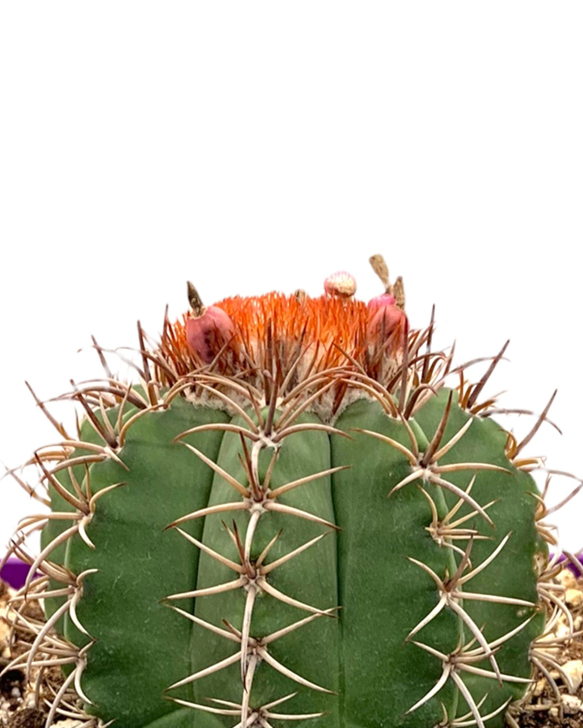 Melocactus Matanzanus 5.5