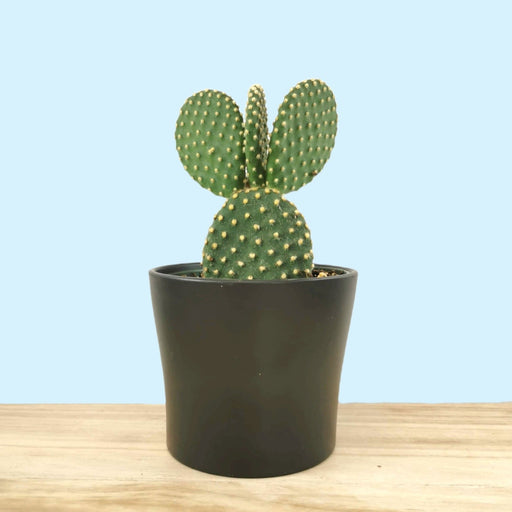 Organic Period Bikini Cactus Print – MyNickerBot