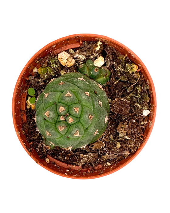 Monadenium Ritchiei 2.5" - Cactus en ligne