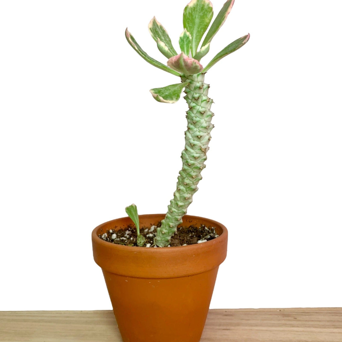 Monadenium Stapelioides Variegated 4