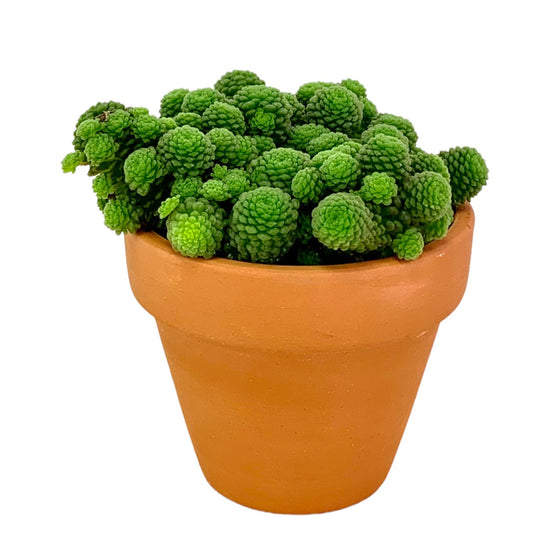 Monanthes polyphylla 2.5" - Cactus en ligne
