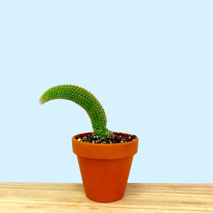 Cleistocactus Colademononis Monkey Tail - Cactus en ligne