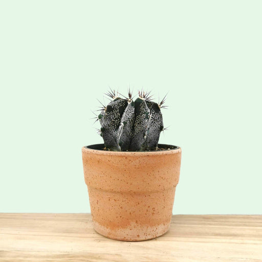 Astrophytum Ornatum 'Monk's Hood' - Cactus en ligne