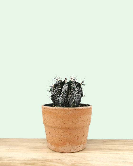Astrophytum Ornatum 'Monk's Hood' - Cactus en ligne