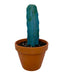 Myrtillocactus Geometrizans - Cactus en ligne