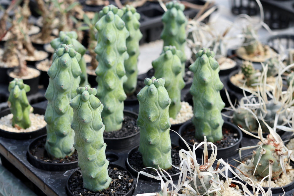 Myrtillocactus Geometrizans cv. fukurokuryuzinboku 'Breast cactus' 2.5-4"