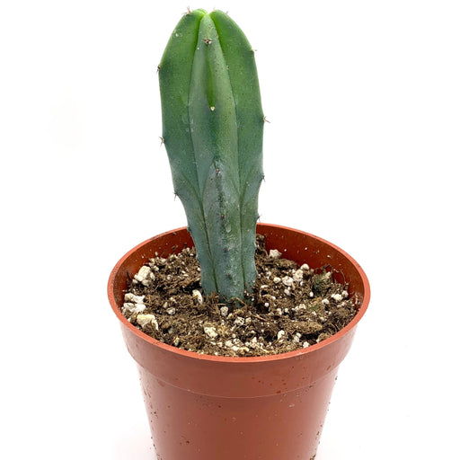 Myrtillocactus Geometrizans 4" - Cactus en ligne