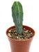 Myrtillocactus Geometrizans 4" - Cactus en ligne