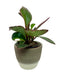 Peperomia Obtusifolia Red Edge - Cactus en ligne