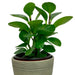 Peperomia Obtusifolia Green 4" - Cactus en ligne
