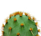 Opuntia Aciculata - Cactus en ligne