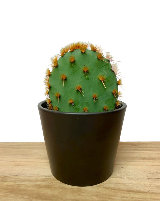 Opuntia Aciculata - Cactus en ligne