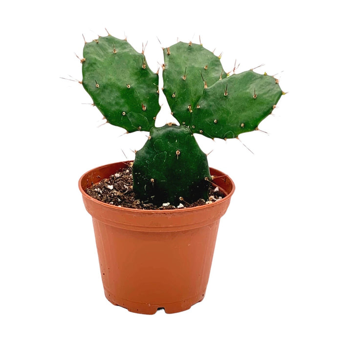 Opuntia Brasiliensis 2.5" - Cactus en ligne