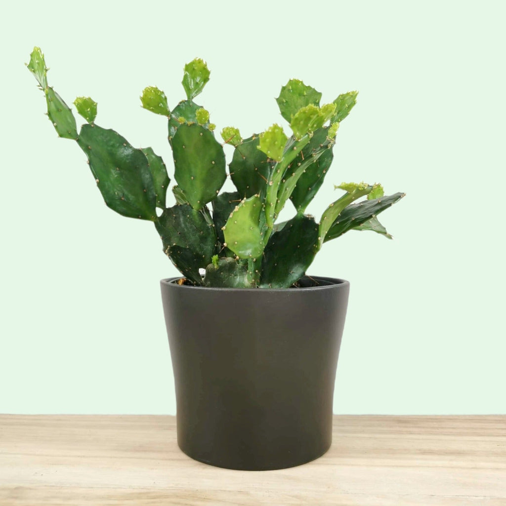 cactus-en-ligne-opuntia-
