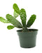 Opuntia Consolea Falcata - Cactus en ligne