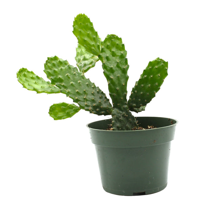 Opuntia Consolea Falcata - Cactus en ligne