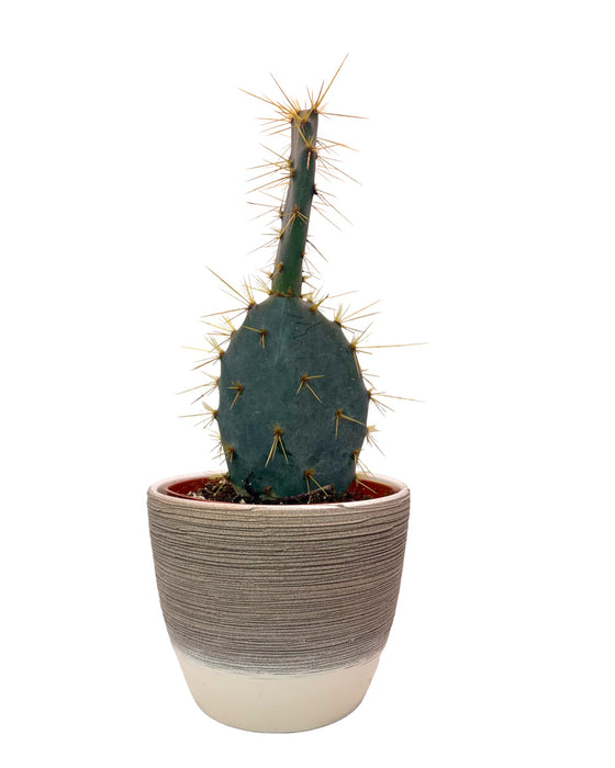Opuntia Engelmannii - Cactus en ligne