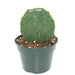Opuntia Engelmannii 4'' - Cactus en ligne