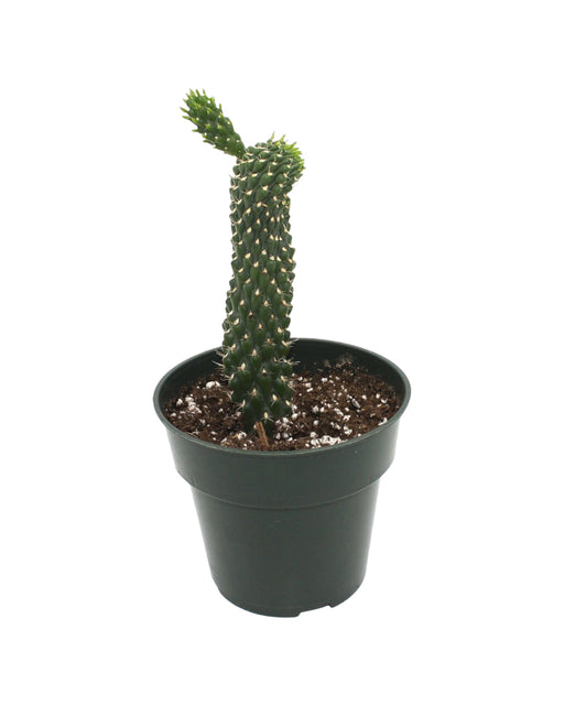 Opuntia Fulgida - Cactus en ligne