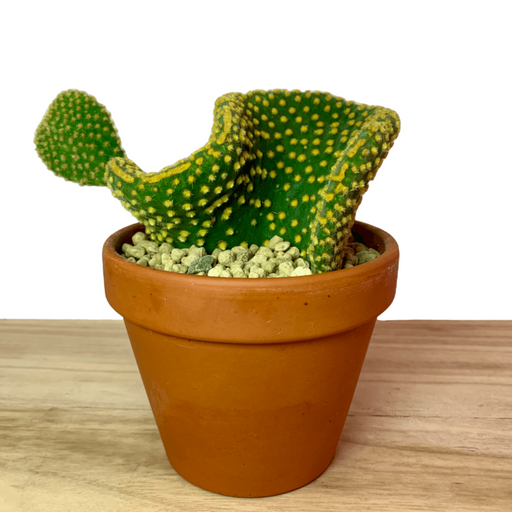 Opuntia Microdasys Cristata - Cactus en ligne