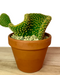 Opuntia Microdasys Cristata - Cactus en ligne