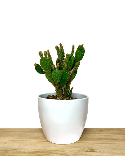 Opuntia Rufida Minima Monstrose - Cactus en ligne