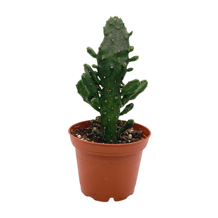 Opuntia Monacantha - Cactus en ligne
