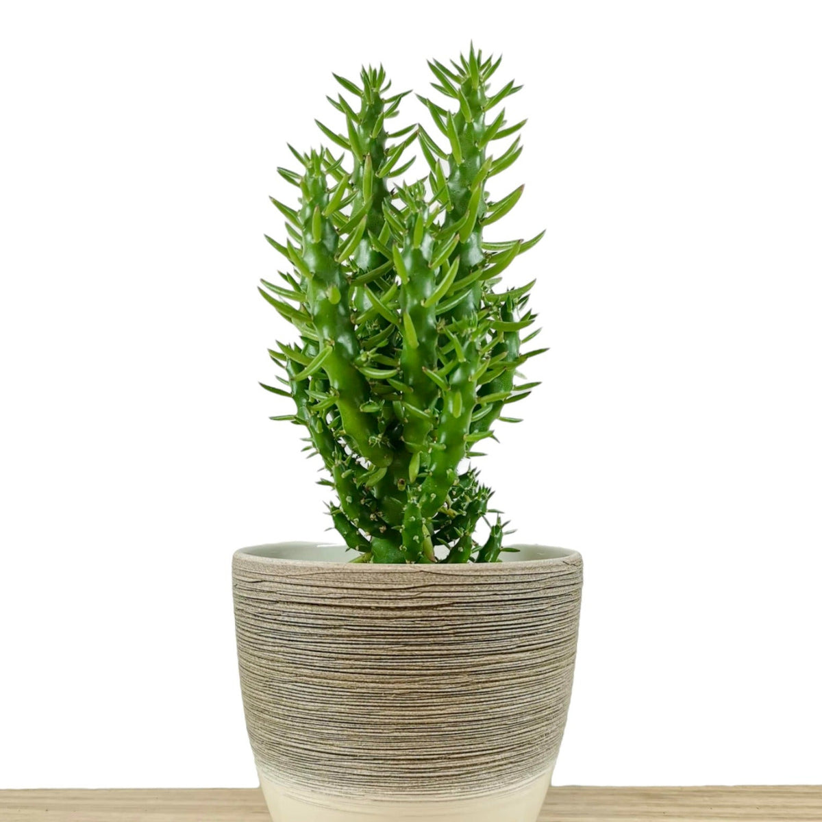 Opuntia Subulata — Cactus en Ligne