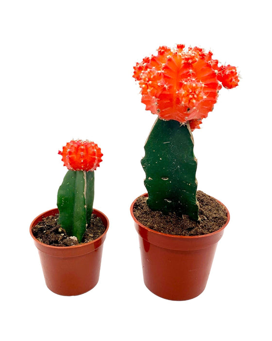 Gymnocalycium Mihanovichii 'Moon Cactus'' - Cactus en ligne
