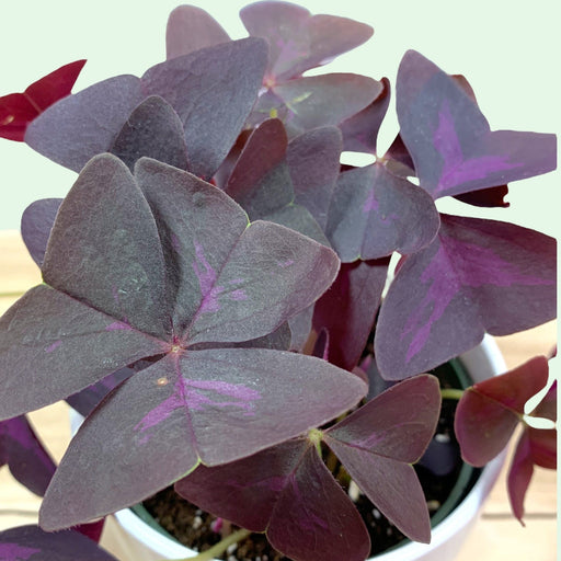 Oxalis Triangularis - Cactus en ligne