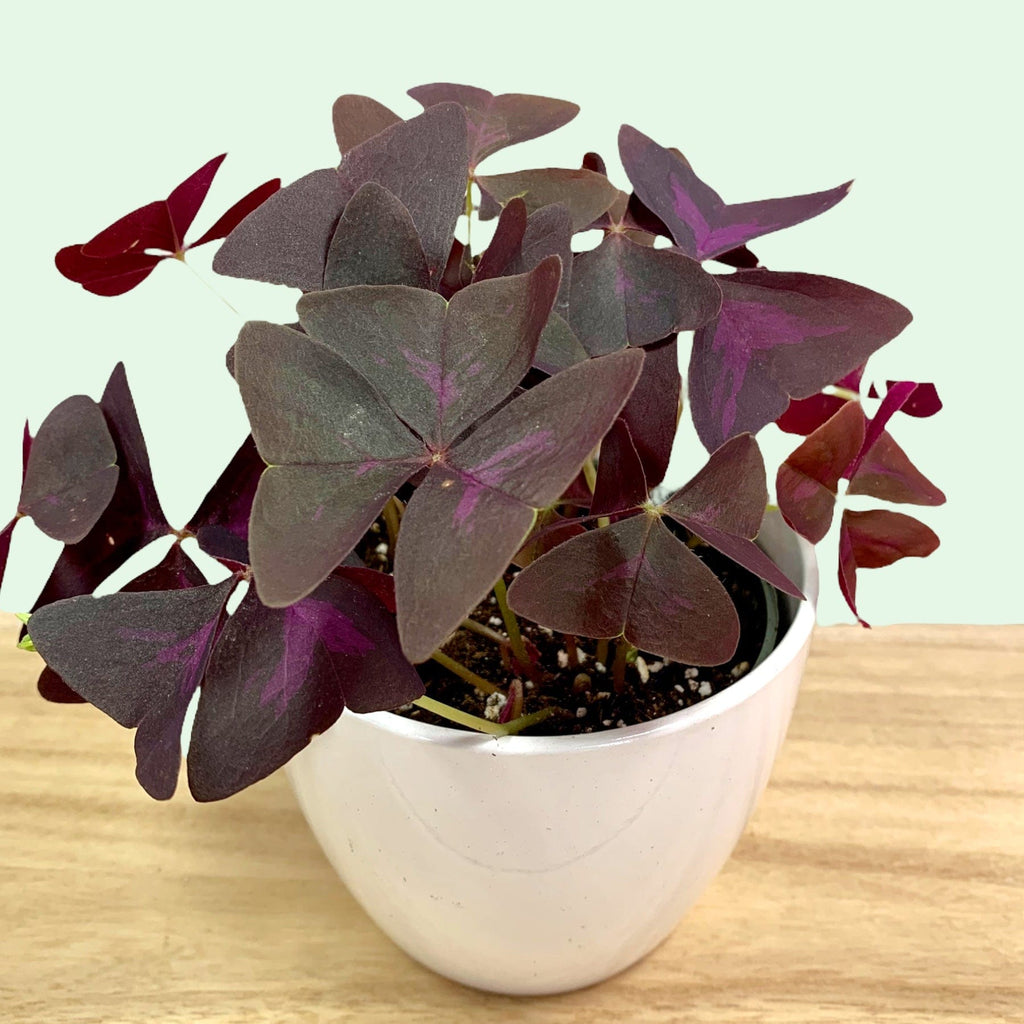 cactus-en-ligne-oxalis-
