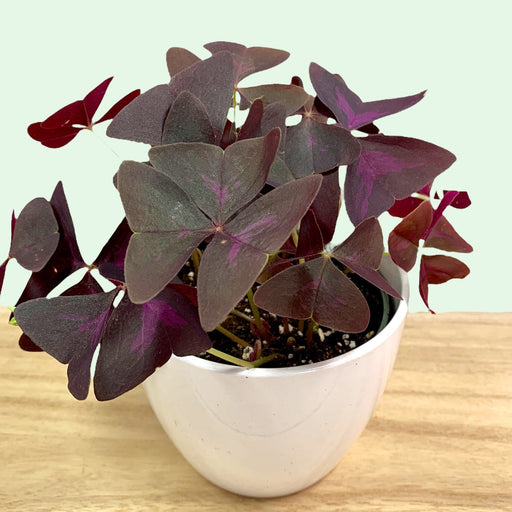 Oxalis Triangularis - Cactus en ligne