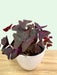 Oxalis Triangularis - Cactus en ligne