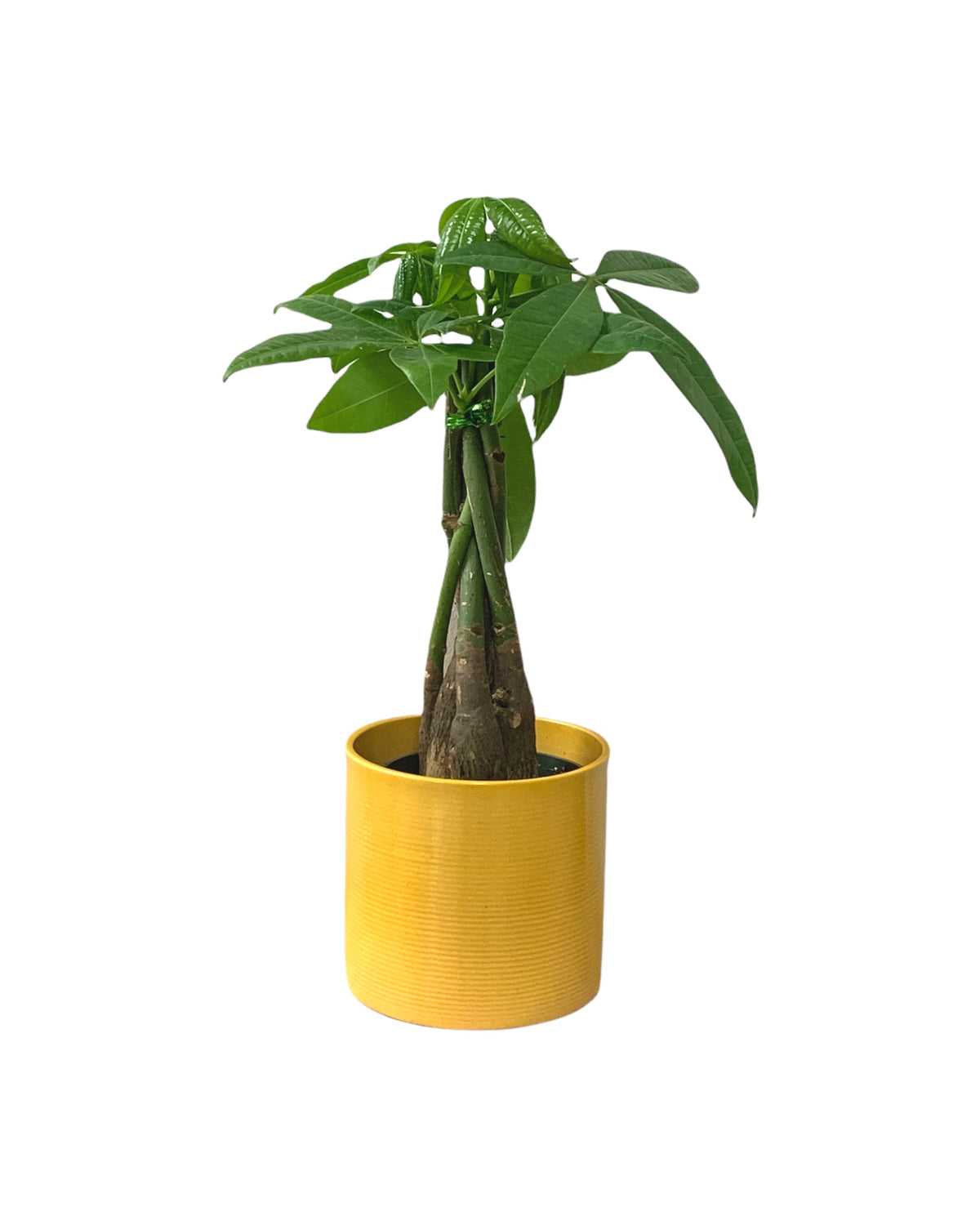 cactus money tree Pachira Aquatica