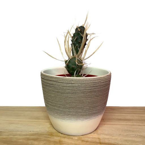 Tephrocactus Articulatus Paper Spine Cactus - Cactus en ligne