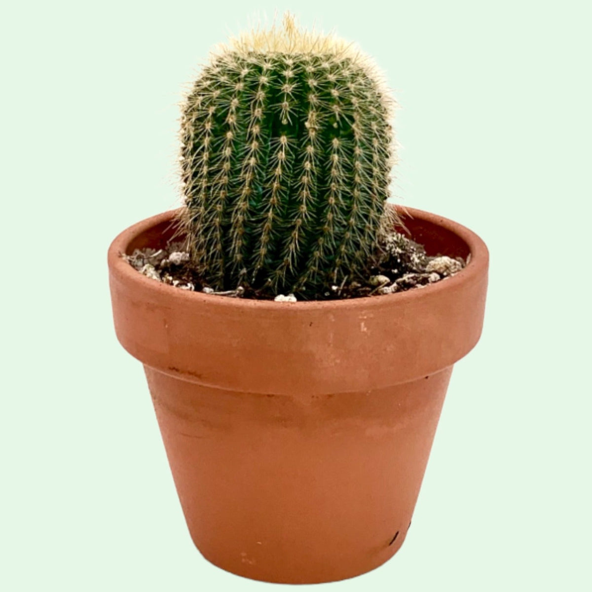 Parodia Leninghausii — Cactus en Ligne