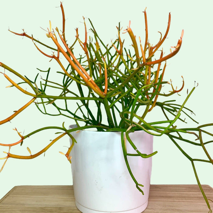 pencil cactus firestick Pencil Cactus