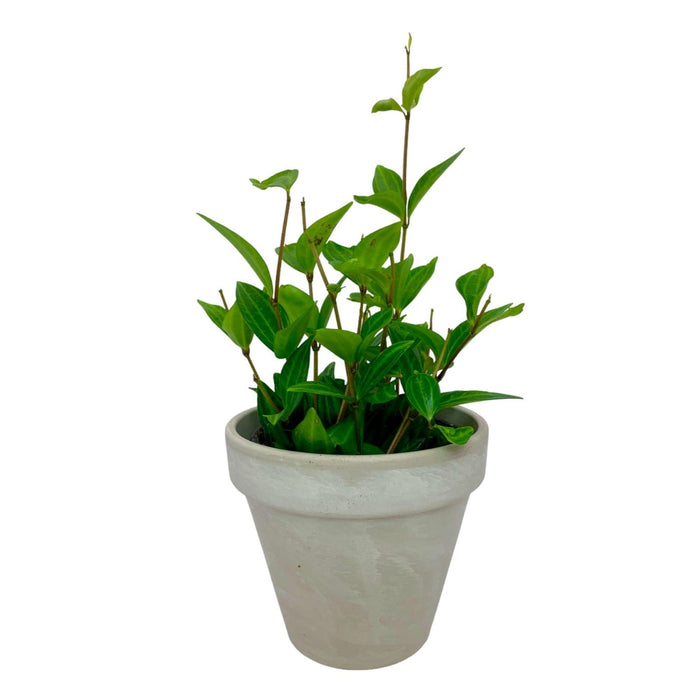 Peperomia Angulata 4" - Cactus en ligne