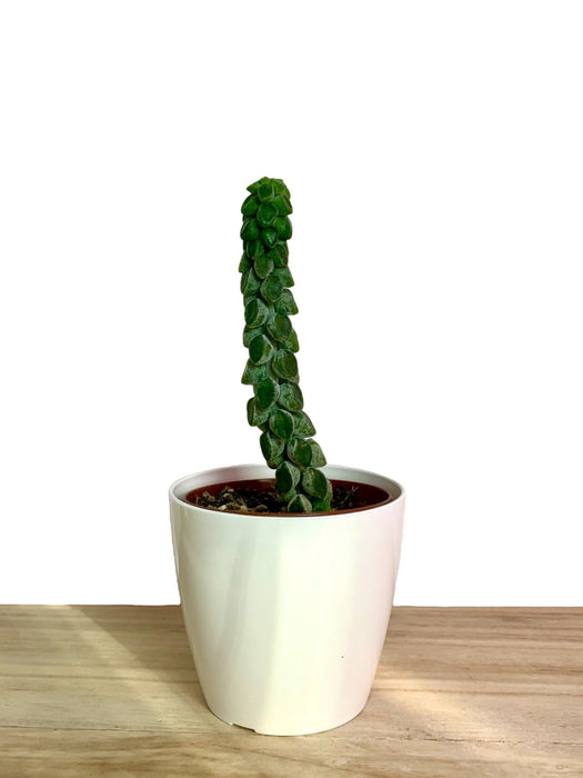 Peperomia Columella - Cactus en ligne