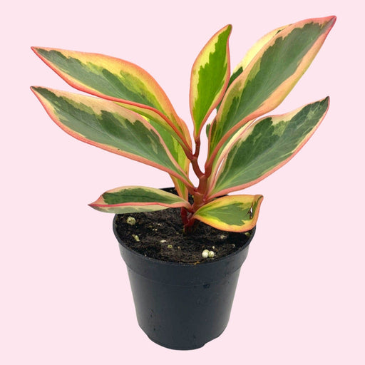Peperomia Clusiifolia 'Ginny' - Cactus en ligne
