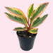 Peperomia Clusiifolia 'Ginny' - Cactus en ligne