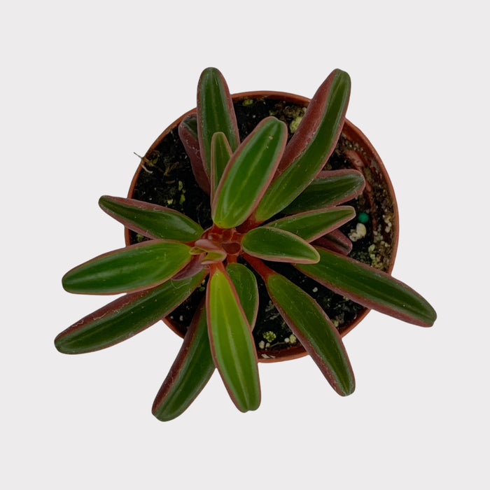 Peperomia Graveolens - Cactus en ligne