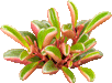 Peperomia Graveolens - Cactus en ligne