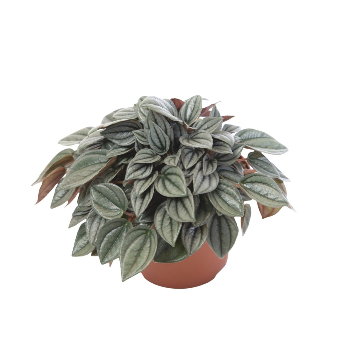 Peperomia Napoli Nights 4