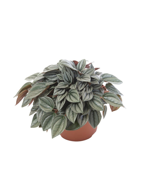 Peperomia Napoli Nights - Cactus en ligne