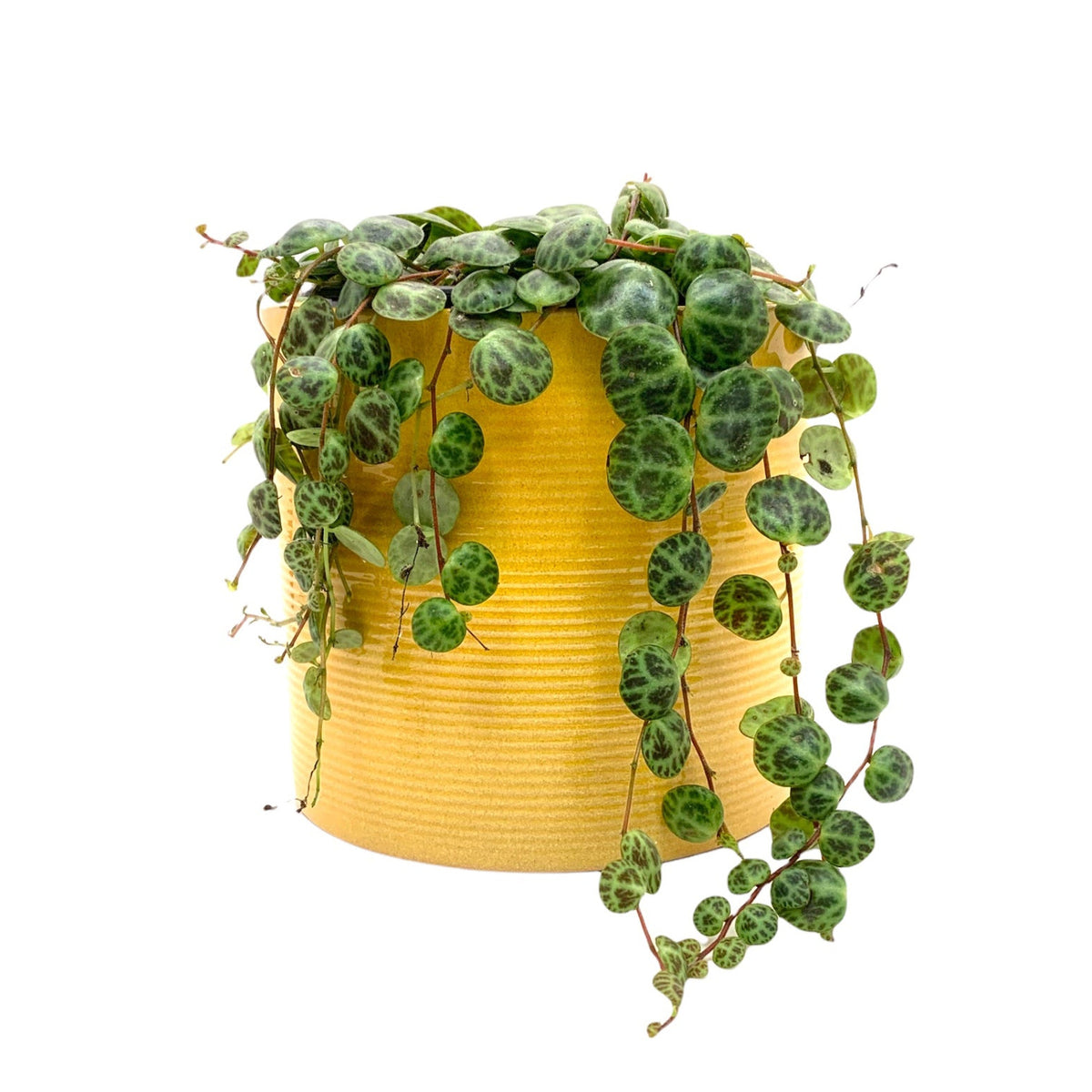 peperomia cactus soil Peperomia Prostrata String of Turtles — Cactus en Ligne