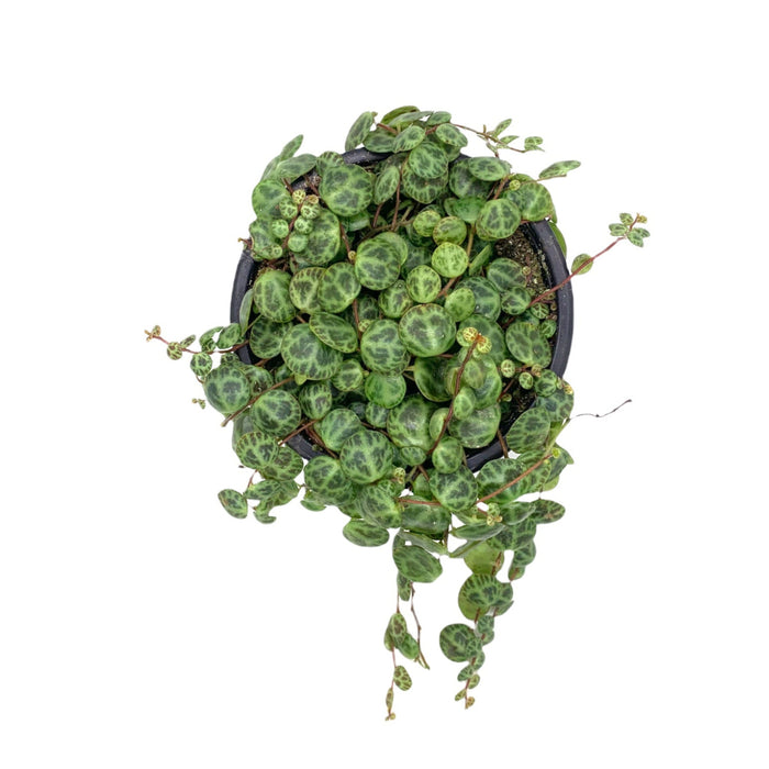 peperomia cactus soil Peperomia Prostrata String of Turtles — Cactus en Ligne