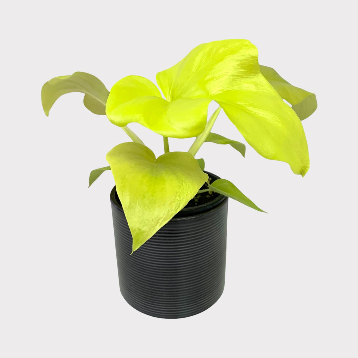 tabasco chili plant Pepper main image 0