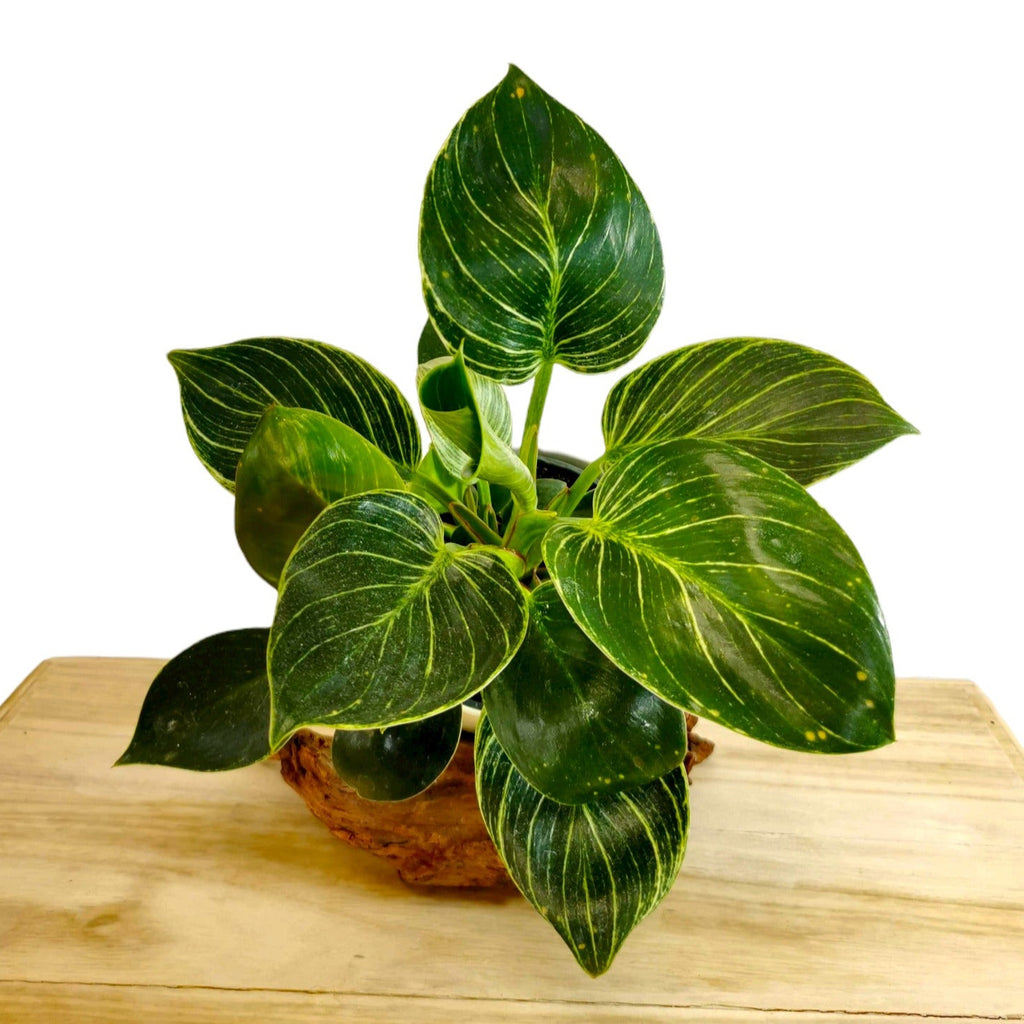 philodendron birkin toxique Philodendron 'Birkin' 4-5" — Cactus en Ligne