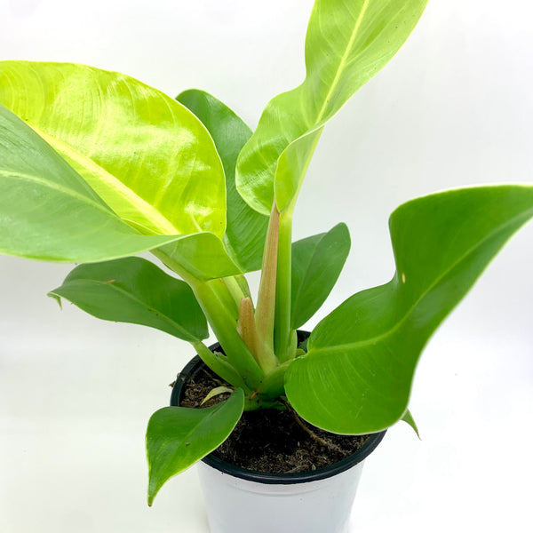 philodendron moonlight vs lemon lime Philodendron Moonlight — Cactus en Ligne
